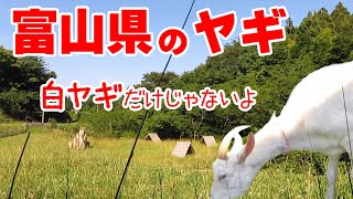 うちのヤギは白ヤギさんは少ないよ　放牧場でのんびり癒し時間　ヤギ除草隊になれないヤギ達（笑）手作りヤギ牧場　吉懸牧場　2020年6月21日　富山県氷見市の穴場スポット