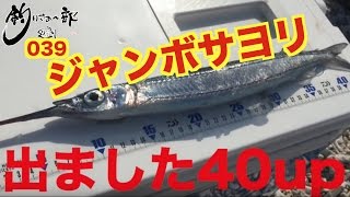 vol.039 【ウキ釣り】４０cm超える！ジャンボサヨリをゲットだぜ！ 【北部遠征】