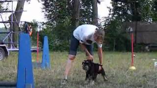 Flyball edzés 0804