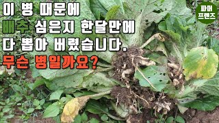 [파머프렌즈]배추뿌리혹병 왜 걸리나요? (발생환경과 예방법)