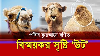 বিস্ময়কর প্রাণী উট সম্পর্কে  কুরআনে যা বলা হয়েছে। Camel in Quran। NewsMAN24