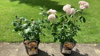 Rose shopping in summer-Kordes, Tantau, Meilland, Austin roses