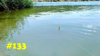 Float Fishing with Canned Corn || Carp Hunting in the River || Mullet Hunting with rod