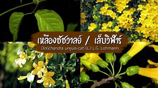 องค์ความรู้ | เหลืองชัชวาล