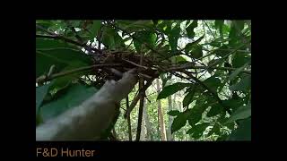 #02 Nest Hunting, Alimokon/White eared brown dove