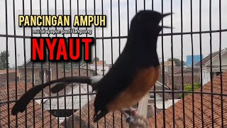 murai batu gacor AMPUH buat PANCINGAN murai batu agar bunyi JADIKAN burung murai gacor EMOSI