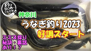 神奈川うなぎ釣り好調！2023年3月下旬。汽水域・小雨での釣行。やっさん爆釣。