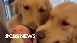 Two dogs met their family's new baby for the first time
