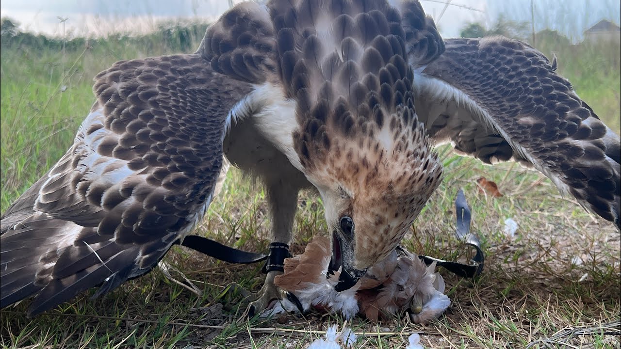 Eagle Training Videos Youtube