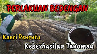 Persiapan Bedengan sebelum Tanam | Part 3