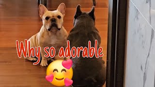 WHY SO ADORABLE THESE TWO CUTIES FRENCH BULLDOG🐶🥰