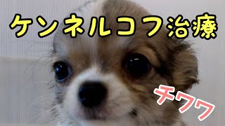 仔犬のケンネルコフの治療！