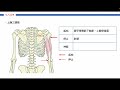 肘関節の運動に作用する骨格筋｜起始・停止・支配神経を聞き流して徹底攻略！