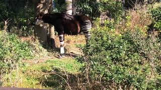 横浜市金沢動物園　オカピ