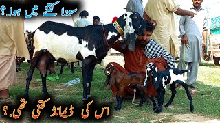 Soda Ktny Ma Hwa.? اس کی ڈیمانڈ کتنی تھی.? #goatfarming #goats