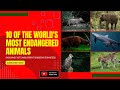 10 of the World's Most Endangered Animals: Shocking Facts and Urgent Conservation Needs