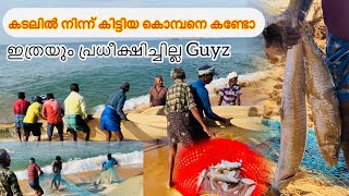 കടലിൽ നിന്ന് പിടിച്ച കൊമ്പനെ കണ്ടോ #Sea fishing video !! kollam beach