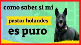 +how to KNOW if my DUTCH SHEPHERD is PURE+how to know if my Dutch Shepherd is purebred, is orig...