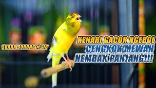 Download Mp3 SUARA BURUNG |218| Kenari GACOR PANJANG INI Cocok untuk Masteran KENARI PAUD dan Kenari Macet BUNYI