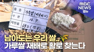 공급 과잉 쌀 대신..'가루쌀' 재배 늘린다 (2024.10.31/뉴스데스크/MBC경남)