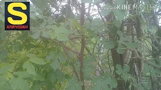 మారల మాతంగి చెట్టు marala matangi tree