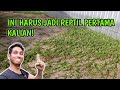 WAJIB PIARA IGUANA! 5 ALASAN KALIAN HARUS PIARA IGUANA!