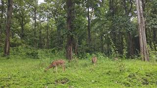 Spotted deer are so Alert 🤕 of being caught🦌deep forest in parambikulam #nature #travel #wildlife