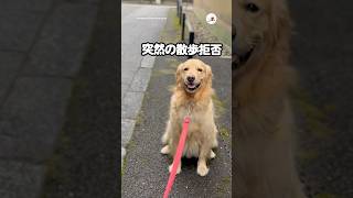 突然のお散歩拒否に奥の手で…｜PECO #ゴールデンレトリバー #愛犬家 #ゴールデンレトリバーのいる暮らし #goldenretriever #goldenretrieverlove