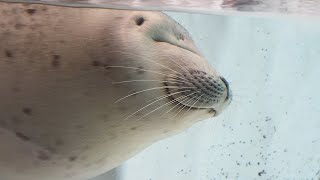 夏のワモンアザラシのミゾレちゃんとスヤスヤ