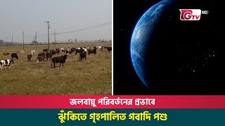 জলবায়ু পরিবর্তনের প্রভাবে ঝুঁকিতে গৃহপালিত গবাদি পশু | Climate Change | Livestock At risk |Gtv News