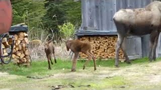 Twin Moose Calves Playing || ViralHog