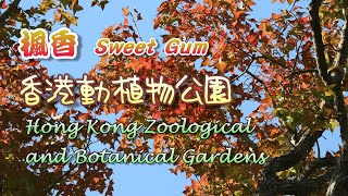 [輕輕鬆鬆，紅葉遊蹤] EP01 : 楓香 @ 香港動植物公園 Sweet Gum @ Hong Kong Zoological and Botanical Gardens