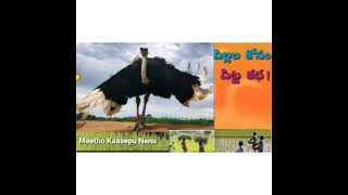 పిల్లల  కోసం  పిట్ట  కధ   (Telugu audio moral\u0026funny story)