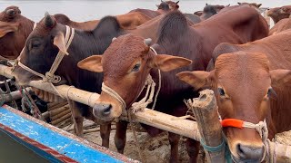 cow unloading, cow videos, cow video, big cow, goru hamba cow, Ep - 377