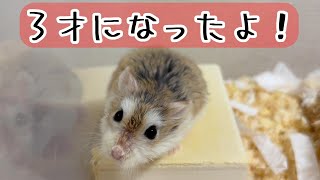 【ハムスター】臆病ハムの現在は？３才の衰えは？