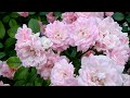 roses blooming amazing gorgeous 薔薇花開惊艷滿園