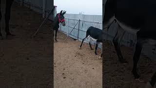 Funniest Donkey Ever Donkey Training the fun way 76