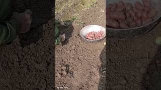 Potato harvesting #farming #shorts #kisan