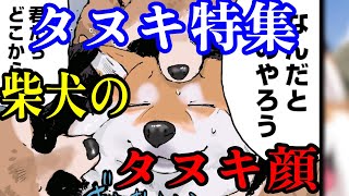 【世界の終わりに柴犬と】　⑥タヌキ特集　タヌキ柴編　タヌキ顔の柴の運命は・・・【アニメ】