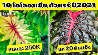 10 โคโลคาเซีย ตัวแรร์ ตัวแพง ติดกระแสปลายปี2021 มูลค่าหลักร้อยถึงหลักล้านบาท