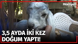 Böylesi Milyonda Bir Oluyor! Veteriner ve Keçi Sahibi Şaşkına Döndü