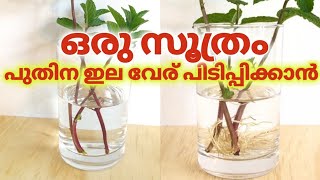 വേര് പിടിച്ചുകിട്ടാൻ ഇങ്ങനെ ചെയ്യൂ l How to grow Mint Fast from stem cuttings in water