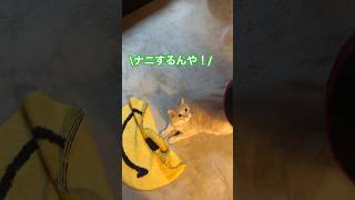 三又トンネルの使い方が独特な【茶トラ猫】おいも君