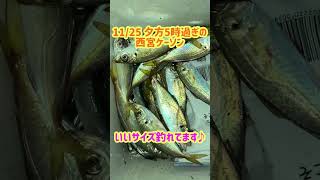 エビ撒き釣りでチヌ！ fishing max武庫川店