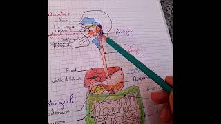 Anatomie appareil digestifs 🚨👍 شرح بالعربية