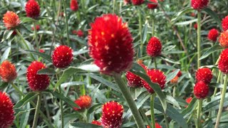 20221026 \u0026 1103 草莓園美洲千日紅(Gomphrena haageana 'Strawberry Fields')