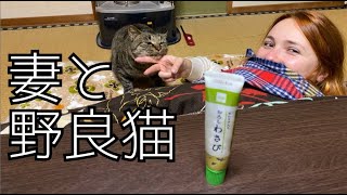 野良猫のイーヨーが去勢手術をしたよ