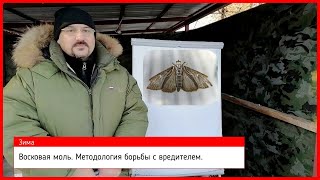 🔴 Восковая моль. Методология борьбы с вредителем 🔴