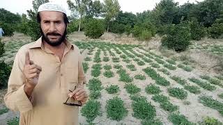 mong phali ki kasht | peanut farming in pakistan | peanut cultivation complete information