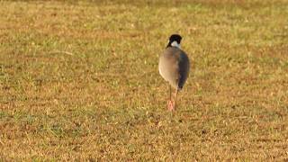 Spur-winged plover